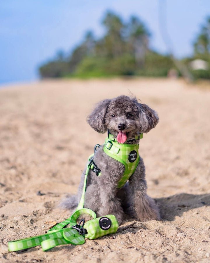 Adjustable Harness in Palaka Lime - Ports and Paws
